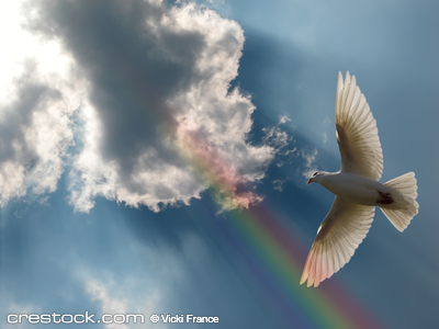 A dove soaring above a beautiful sky.
